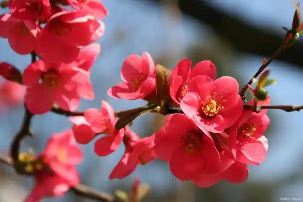 腊梅界的"美人",花香浓郁伊人,是寒冬的那一抹春色