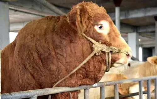 四川泸州现牛王重1887公斤工作人员可能全国最大