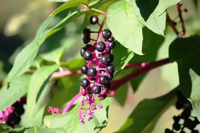 半月内4人中毒,这种"野菜"有毒,千万别吃!|商陆|人民医院_新浪新闻