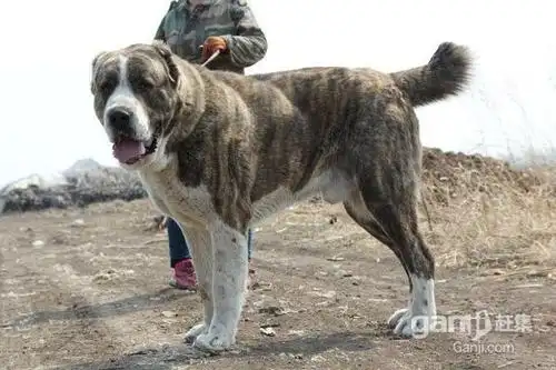 南充新闻:纯种中亚牧 包头新闻:(3个月中 随州新闻:(3个月中 锦州新闻