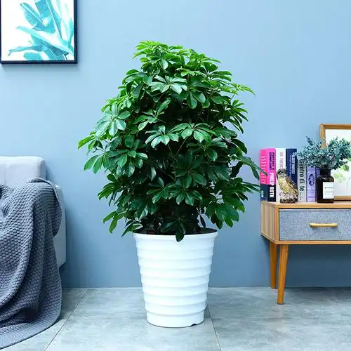 水培盆栽树植物八方来财鸭脚木室内绿植花卉发财树水养2盆八方来财4棵