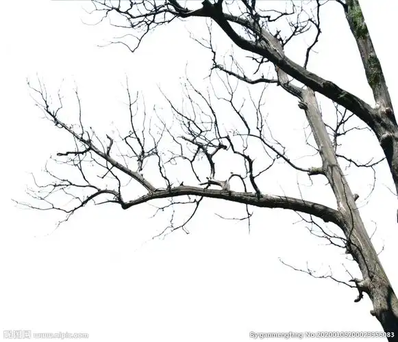 干支干树设计图__psd分层素材_psd分层素材_设计图库_昵图网nipic.com