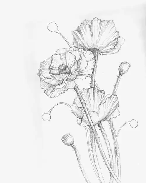 第1页罂粟简笔画步骤图片大全内容有水彩画入门教程罂粟花写生