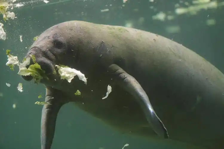 这是8月26日在墨西哥哈利斯科州瓜达拉哈拉动物园拍摄的一只海牛.