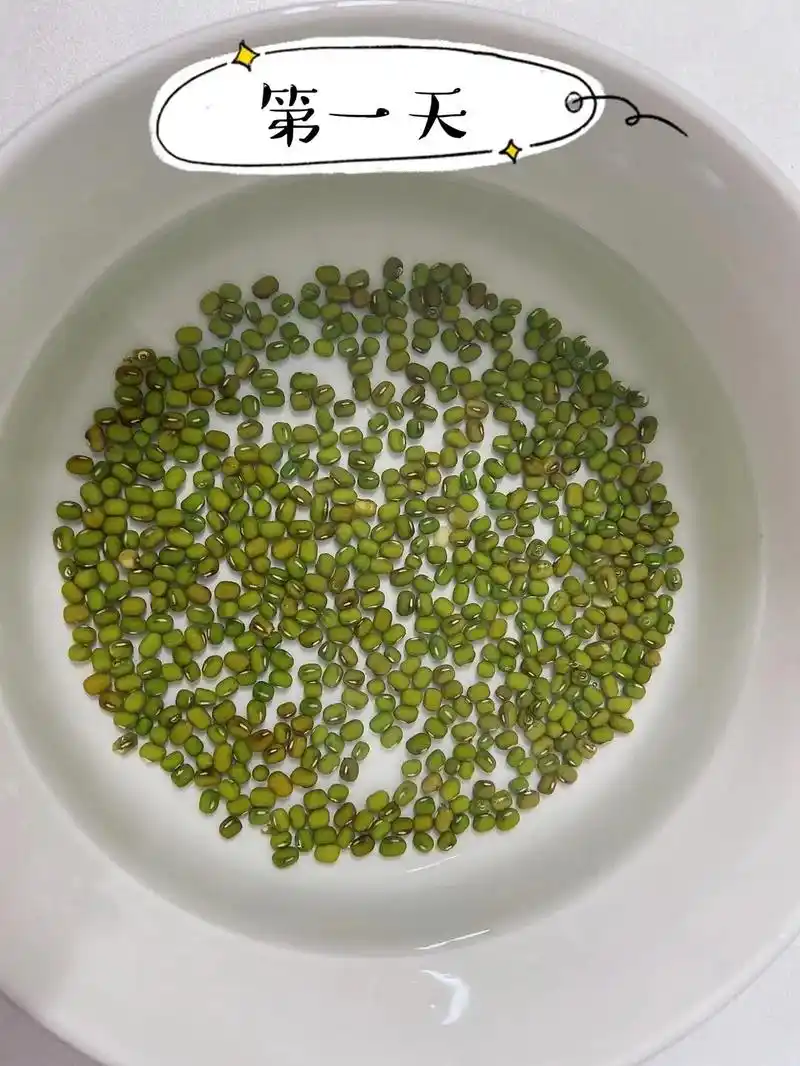 豆芽观察过程.绿豆——绿豆芽——绿豆苗97水培绿豆芽日记一 - 抖音