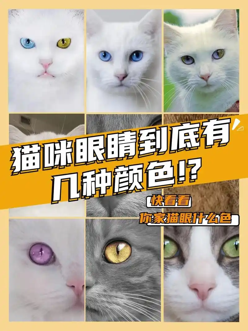 你家猫咪眼睛什么颜色?每天分享关于养猫的干 - 抖音