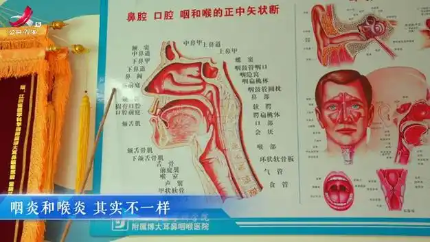 咽炎和喉炎 其实不一样
