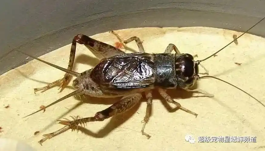 蟋蟀情2018收虫回忆录一大波早秋虫照给你看