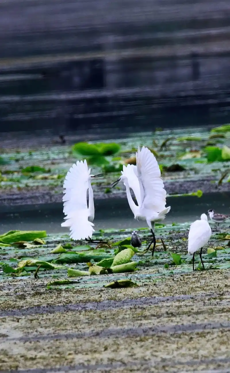 白鹭是一种大型水鸟,主要生活湿地或者小溪湖泊等地,以捕食小鱼 - 抖
