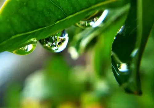 雨后叶子上的水滴晶莹剔透.