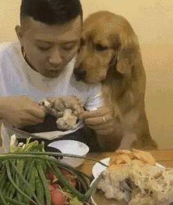 主人吃着大骨头,金毛趴在肩膀上盯着,表情笑喷了.金毛:你爱我吗?