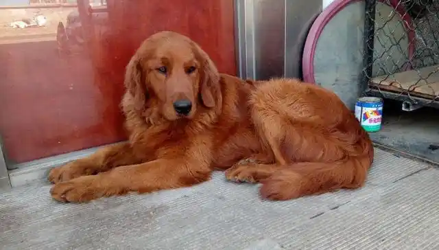 枫叶红金毛很不值钱吗?