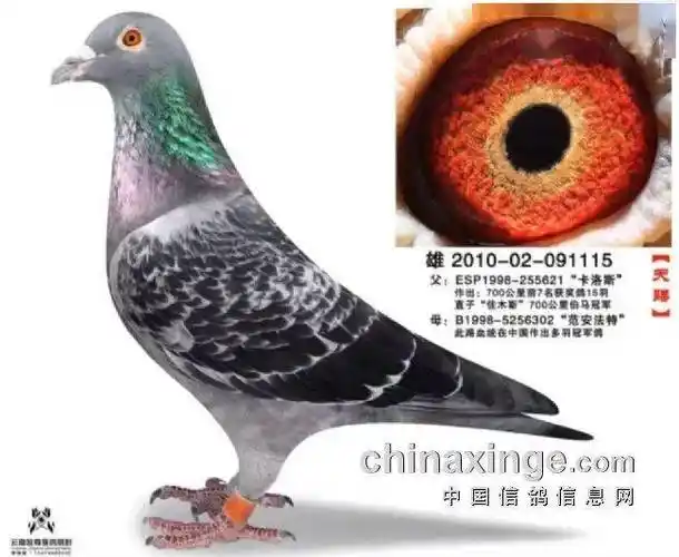 「人物」专访"鸽王"邓文敏:鸽子永远没人买对_因为_买的_最好的