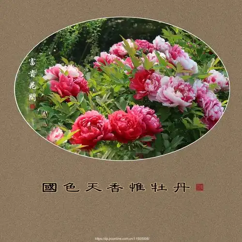 国色天香惟牡丹