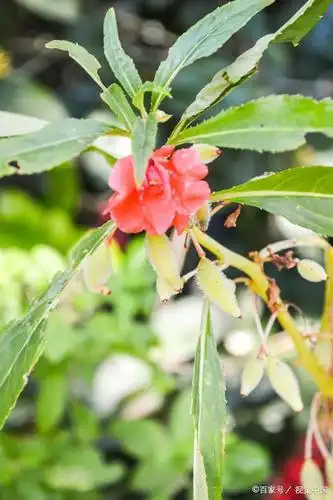 凤仙花的果实会自爆