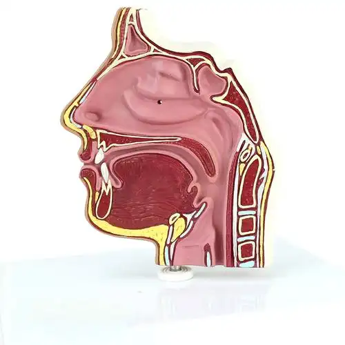 人体医学鼻腔解剖模型 鼻腔内窥镜穿刺 鼻腔解剖模型 耳鼻喉科