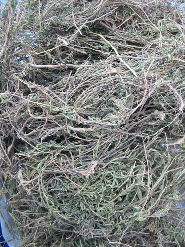 天然新鲜软肝草 250克