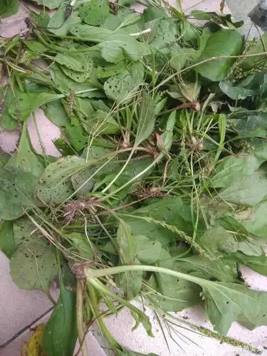 可以清热去火的一种植物