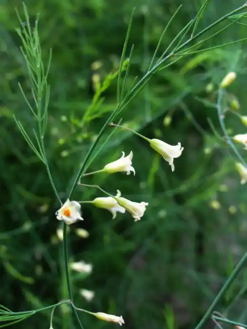 芦笋,也叫石刁柏,是一个春天的蔬菜,多年生开花植物.