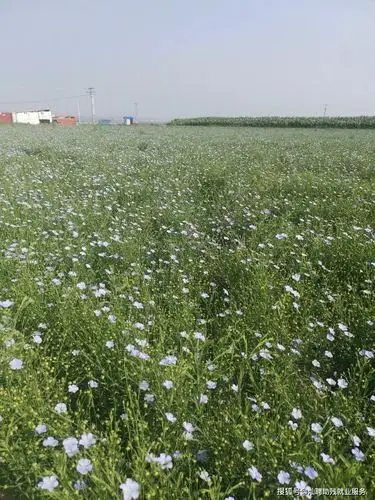 化德县残疾人就业基地(亚麻籽种植基地)丰收在望!