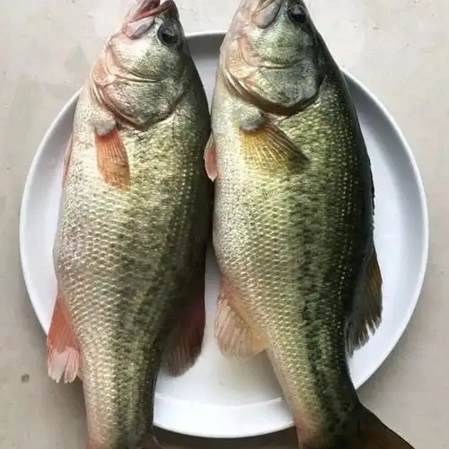 所友旗舰店淡水鲈鱼鲜活鲈鱼新鲜鲈鱼淡水鱼12斤条2条