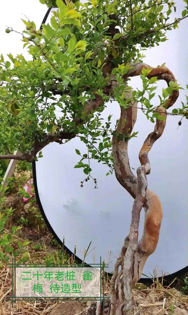 二十年老桩 雀梅细叶长出,更柔美了!