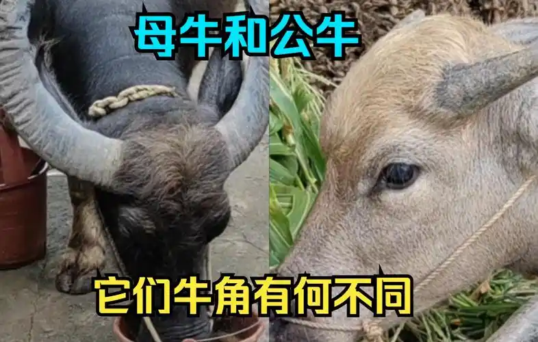 居然还有人问这个问题,那就来看公牛和母牛的牛角有何不同