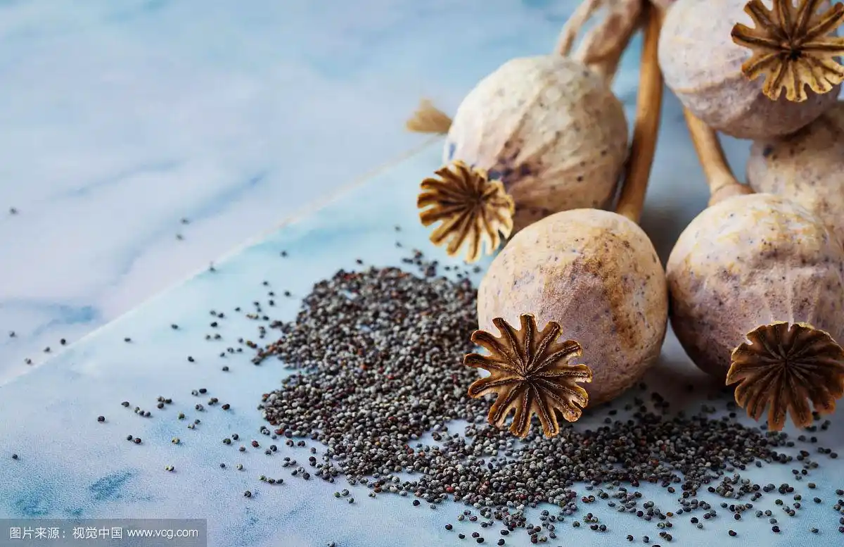 罂粟种子和头部在木制的背景