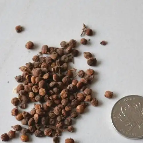 批发盐夫木种子 五倍子树种子庭院绿化 花卉种子 籽种高成活图片