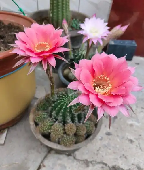 怎样养仙人球容易开花龙骨花有什么作用