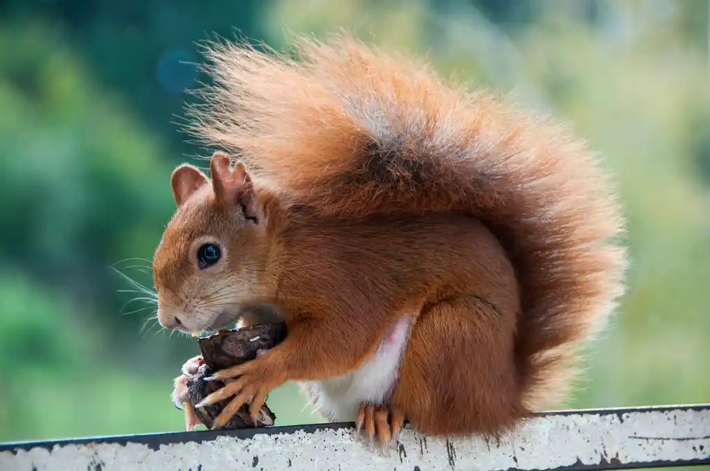 欧亚红松鼠松鼠,欧亚红松鼠吃坚果