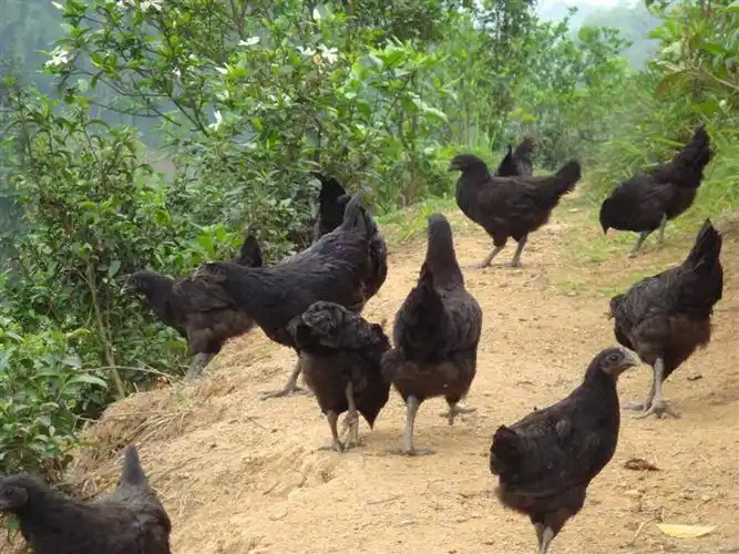 冠及肉髯母鸡乌黑,公鸡乌红.耳叶为乌色或翠绿色.公鸡单冠直立.