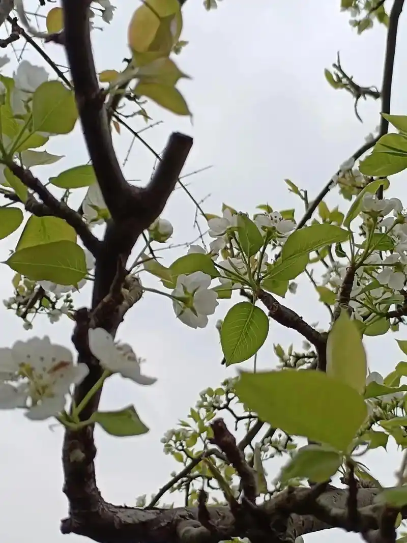 梨花和海棠同开:十八新娘八十郎,苍苍白发对红妆,鸳鸯被里成双 - 抖音