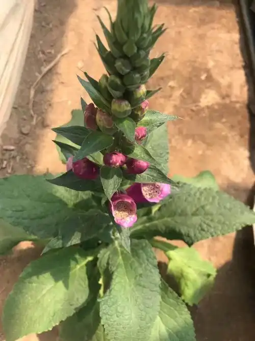 毛地黄毛地黄批发供应毛地黄基地直销毛地黄小苗