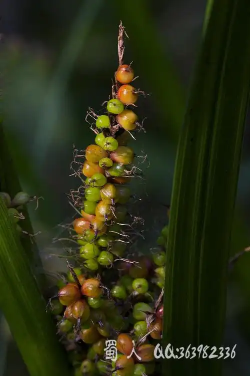 野花117-浆果薹草