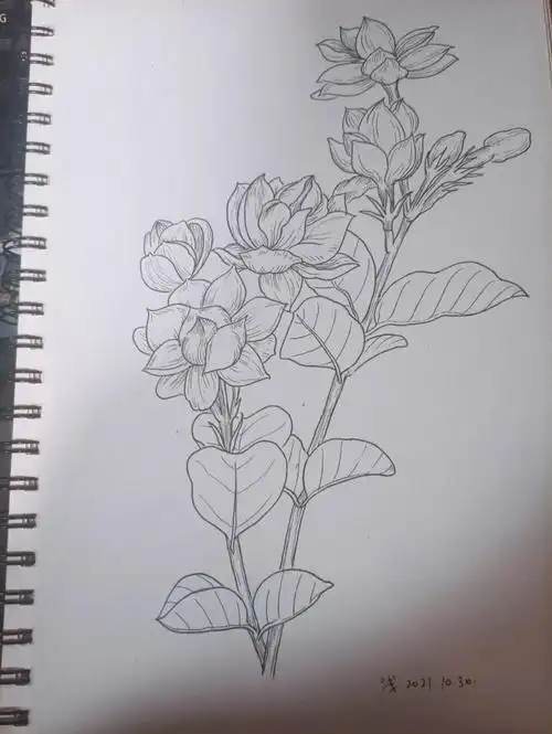 线描临摹茉莉花