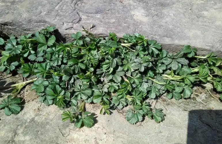 五皮风野生五匹风五皮草五爪龙新鲜蛇含委陵菜重庆中草药一斤包邮