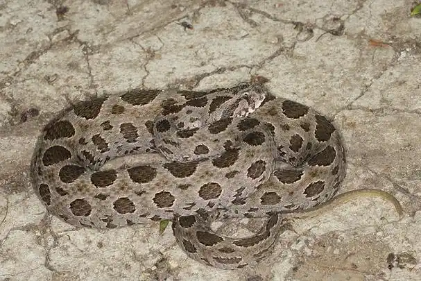 圆斑蝰(学名:daboia russelii siamensis),又称百步金钱豹,卢氏蝰蛇