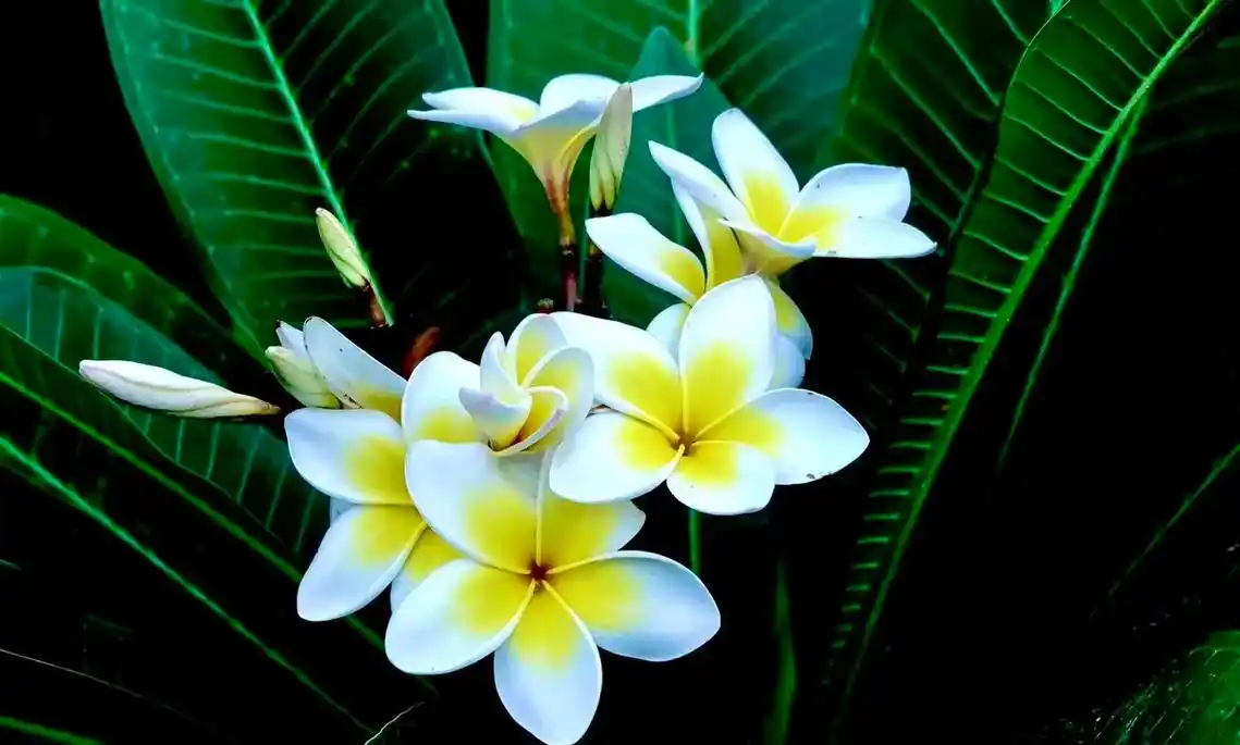 海南三亚金鸡岭公园拍摄鸡蛋花. 在海南三亚金鸡岭公园,鸡蛋花 - 抖音