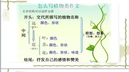 我的植物朋友多肉