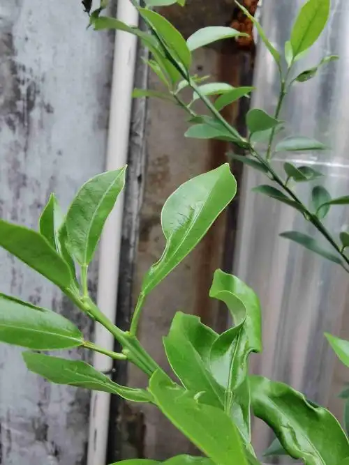 桔子树的新叶卷曲且叶面有银色或者是白色的痕迹