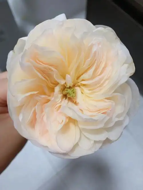 新森林第二弹昭君暖玉