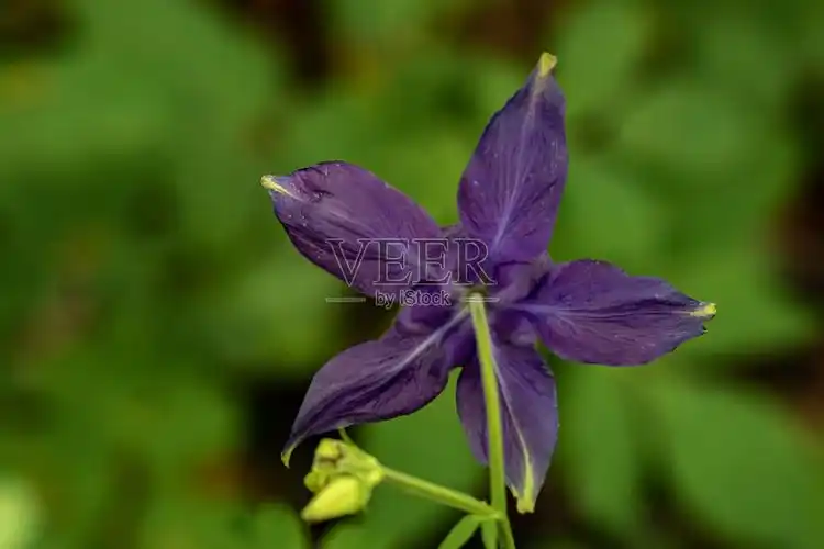 黑木耳花生长在野外,近距离拍摄