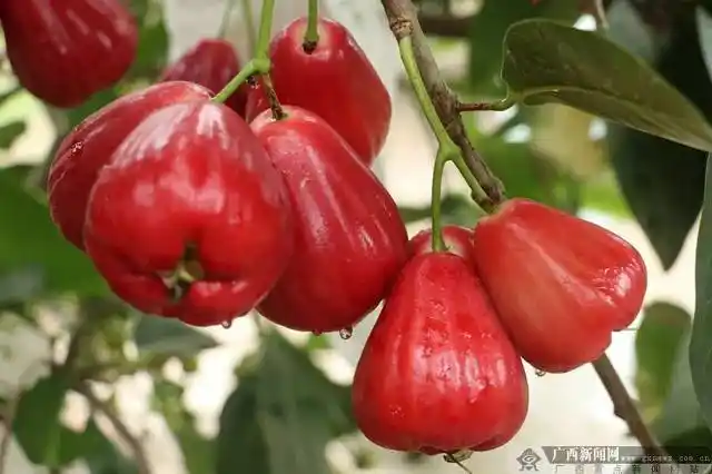 推荐| 对不起,我要去广西吃水果了!