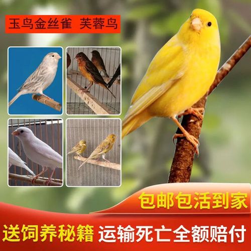 芙蓉鸟金丝雀玉鸟活体保姆鸟吟唱鸟宠物鸟包邮优惠幼鸟种鸟桂皮