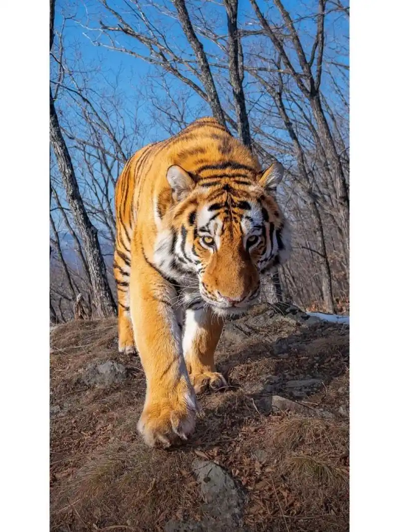 分享一组东北虎豹精图,perfect!