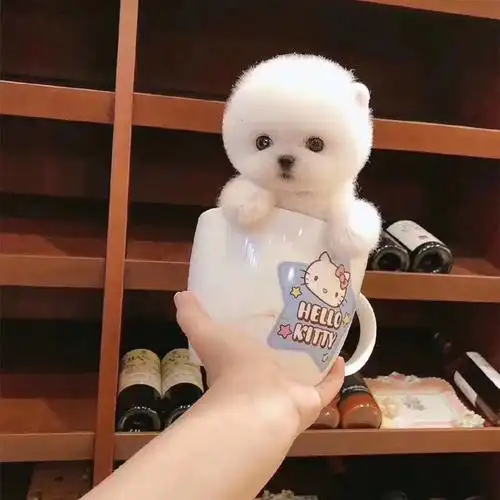 无偿领养纯种博美幼犬活体茶杯长不大小型可爱迷你俊介犬宠物真狗
