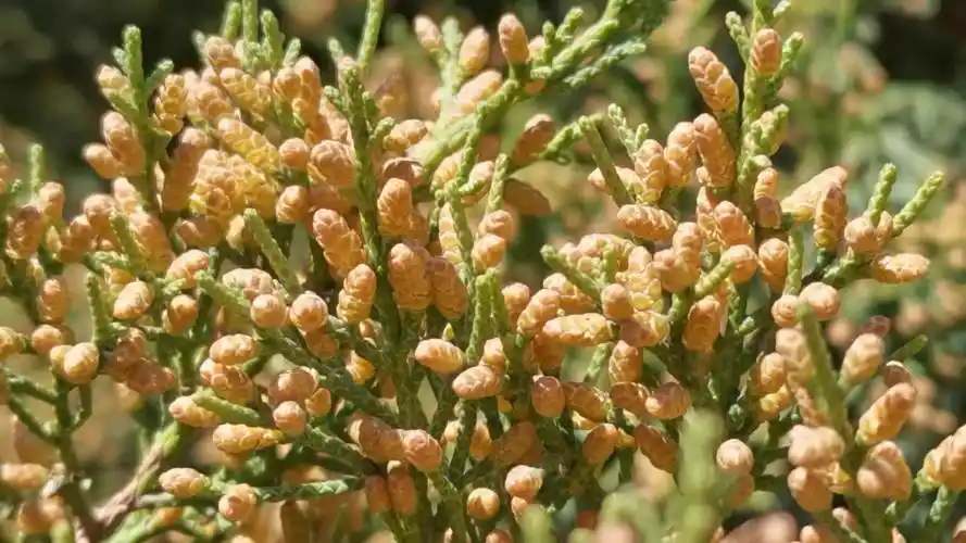 圆柏密密麻麻的小花原创视频