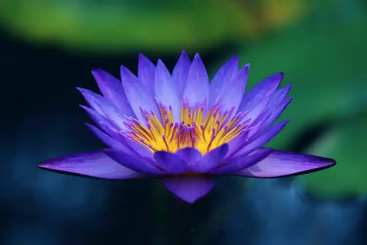 蓝莲花_生态_poco摄影,拍花,睡莲,南植,蓝莲花