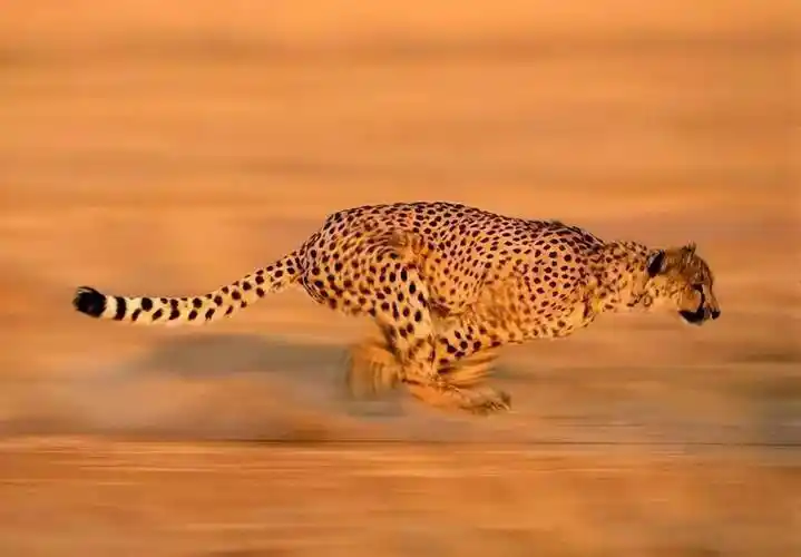 原创世界上速度最快的动物盘点猎豹只能排第五名